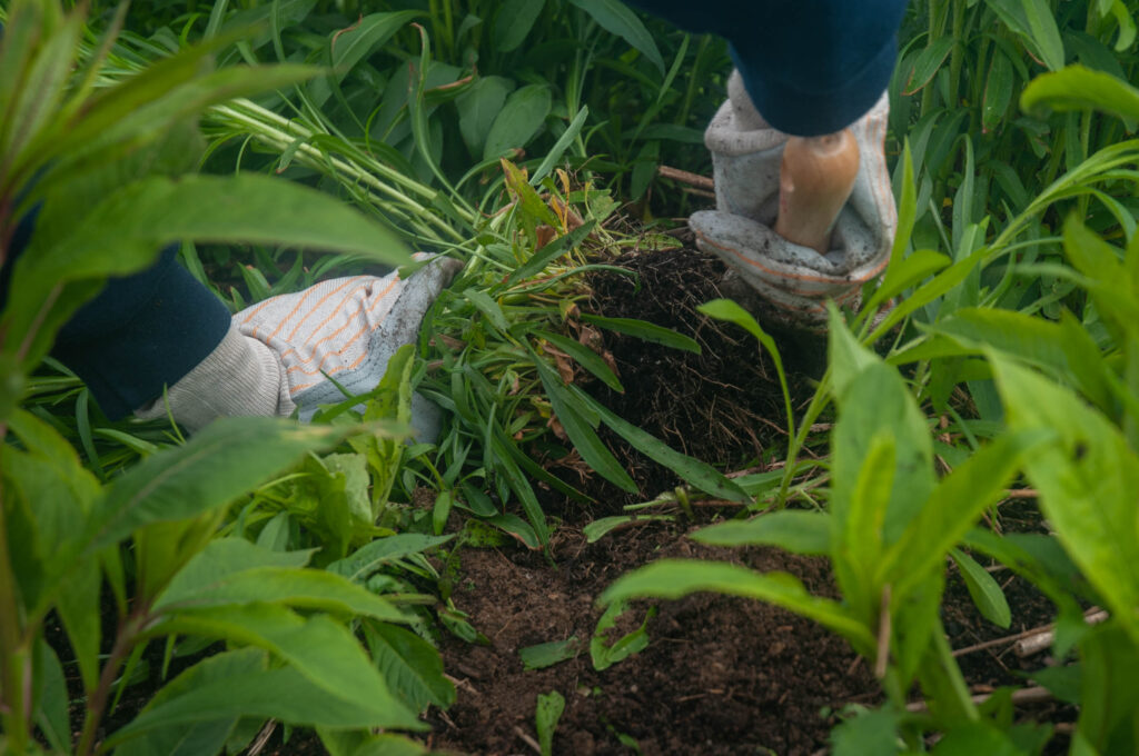 Gloved hands pull weeds from the dirt using a shovel