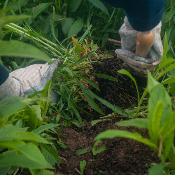 Gloved hands pull weeds from the dirt using a shovel